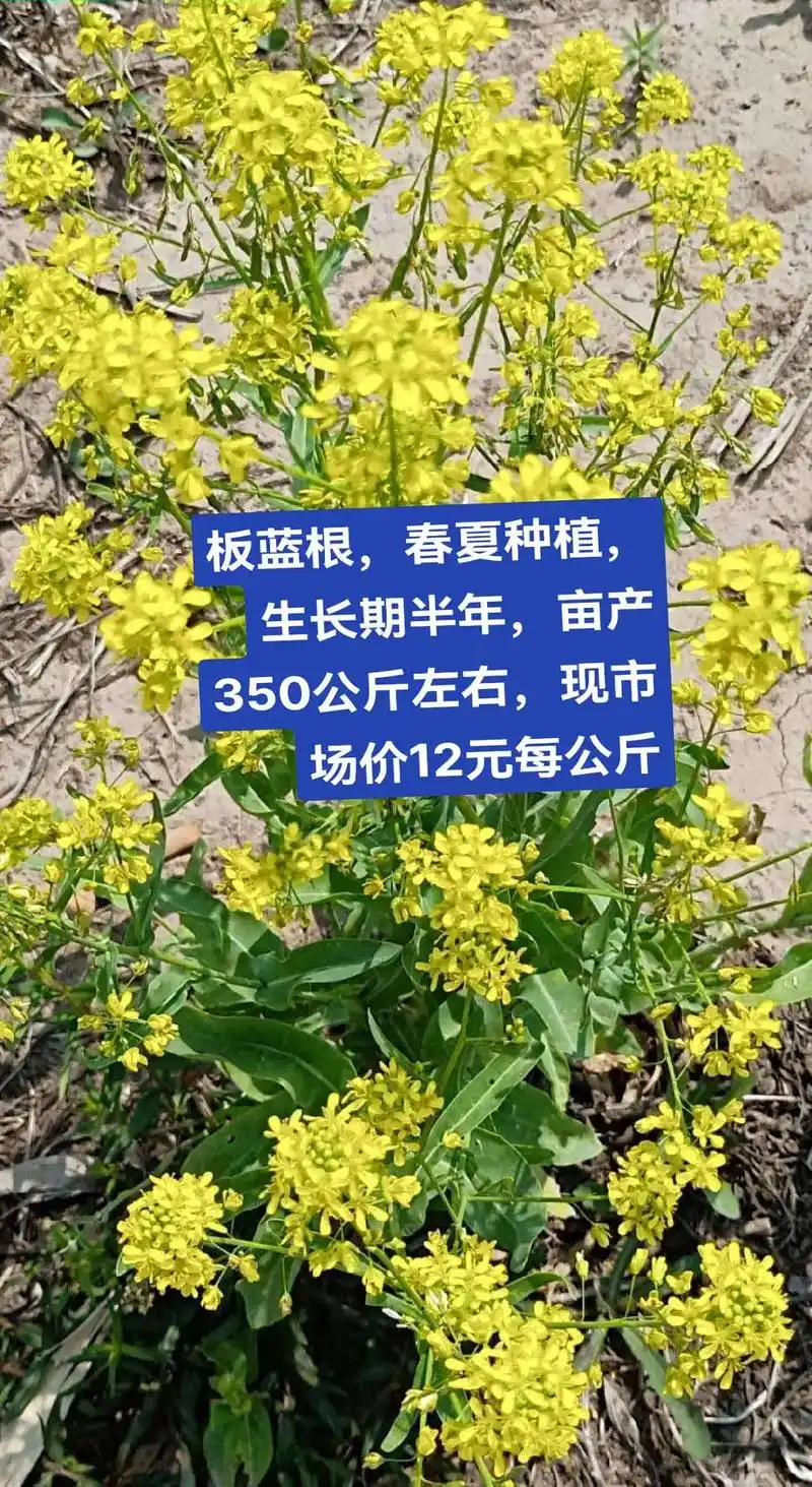 板蓝根种植.板蓝根适种全国各地,用量大用途广,生长期短,生长 - 抖音
