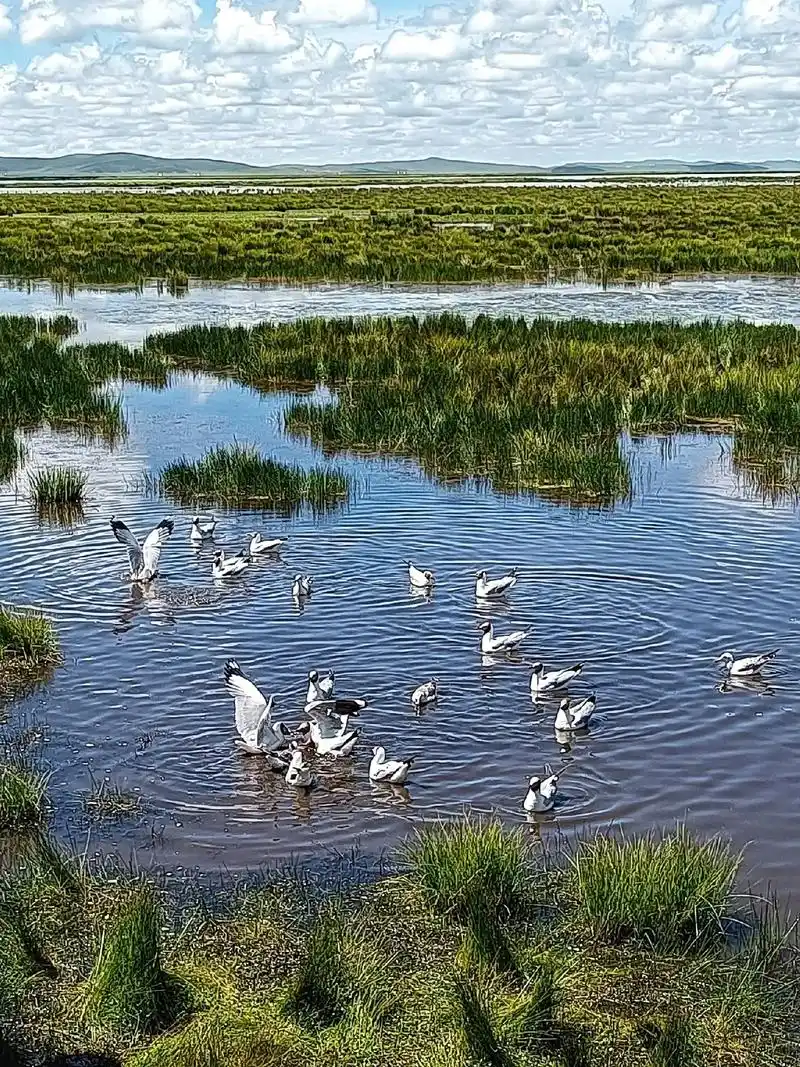 美丽的若尔盖花湖 - 抖音