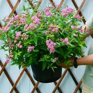 粉花绣线菊图片