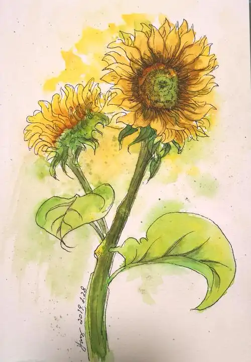 钢笔淡彩四盛放的向日葵