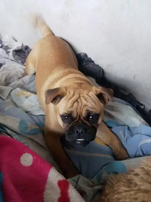 四五十斤重的狗哪种头上有皱纹的