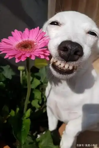 抓拍汪星人搞怪瞬间,爱笑爱漂亮的大白狗,11种表情包太可爱了