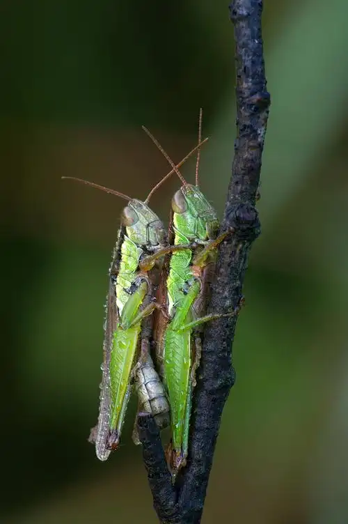 蝗虫的种类繁多,有些蝗虫,也就是我们常说的蚂蚱,确实长的很呆