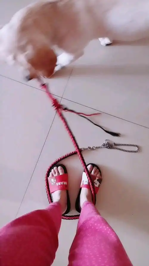 我家萌宠成精了#每天都来绑我脚,就为了她拔河,不跟她玩就这样