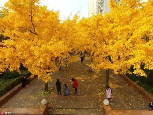 上海热线hot新闻——美哭!上海一夜变成"黄金城"!魔都银杏进入最佳观