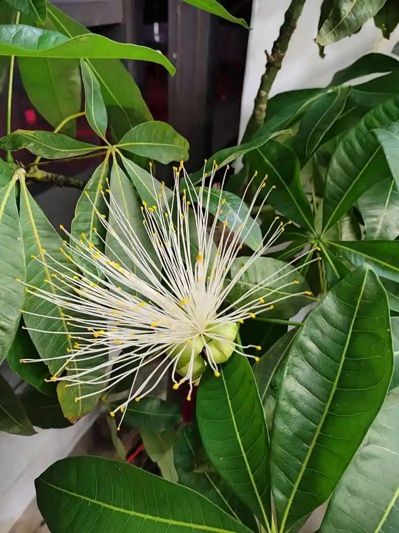 见者财源滚滚 店里的发财树开花了,据说发财树难得开花,寓意招财进宝