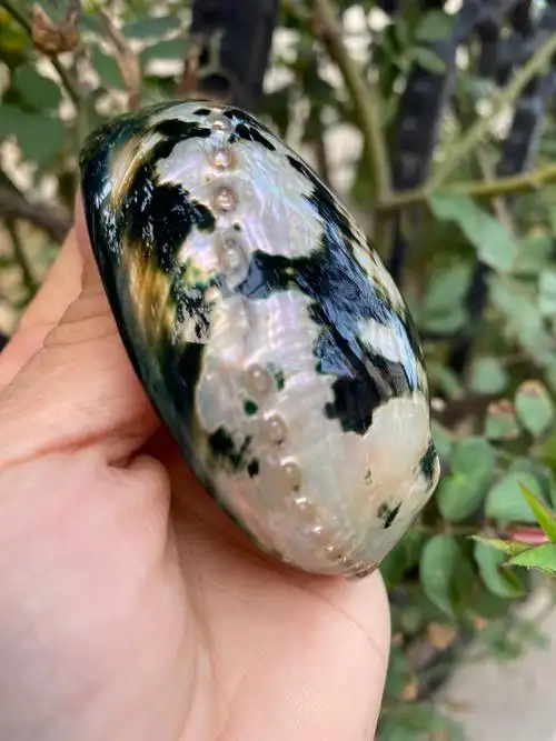 10-11厘米炫彩光泽黑金鲍 黑鲍鱼壳 天然贝壳海螺 鼠尾草燃烧壳