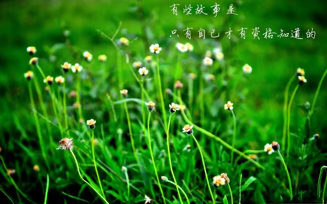 心灵语录文字设计清新桌面壁纸