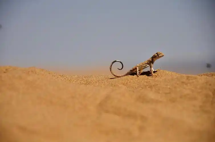 沙漠蜥蜴