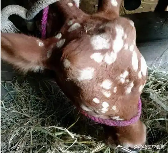 牛羊得了疥螨病怎么治疗