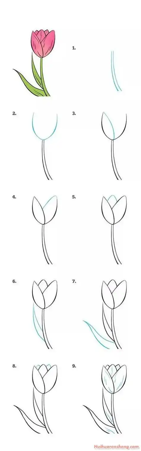 花的画法简笔画郁金香