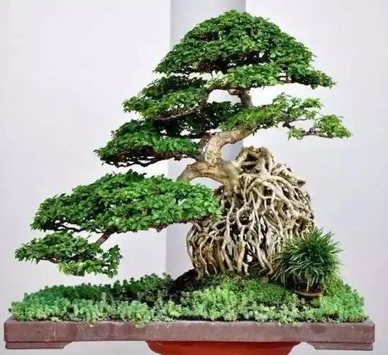 15种最美丽的盆景树,找到了盆景里的故事