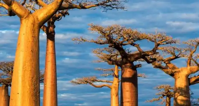 马达加斯加岛东部热带雨林气候的成因