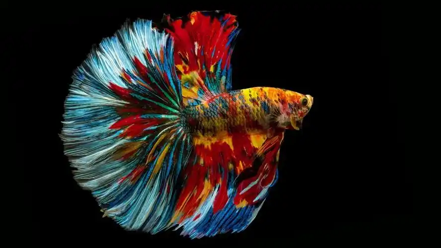 泰国斗鱼图片(目前全网最全泰国斗鱼品种分享) - 科猫网