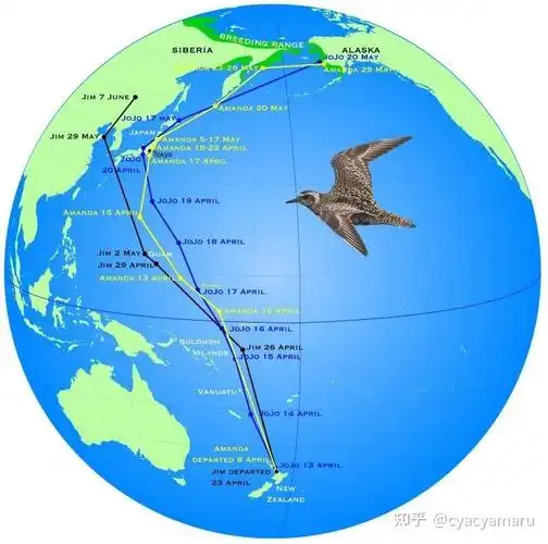 图3是大致的各个种群迁徙路线全貌在新西兰和澳大利亚东部越冬的