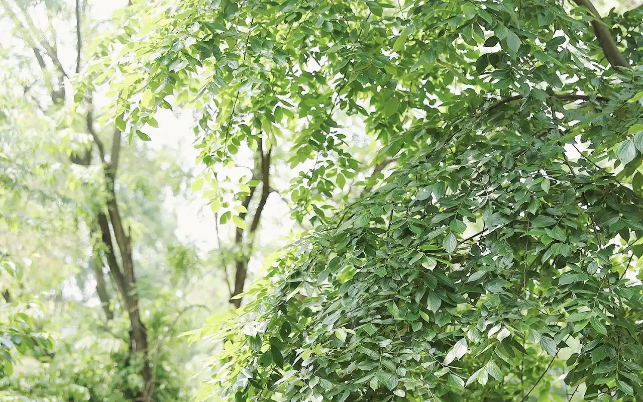 好看的绿色系壁纸,护眼又清新,喜欢就赶紧下载吧!