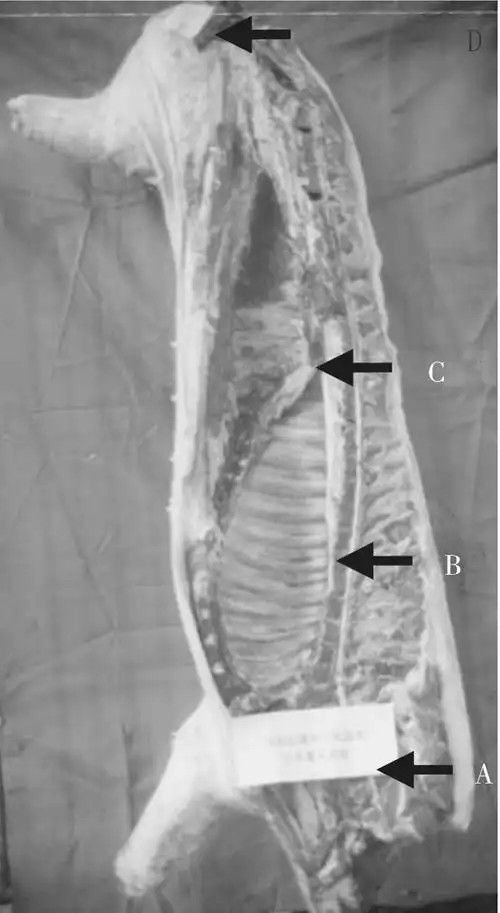 猪活体测膘有何意义?活体和胴体测膘厚部位有什么不同?