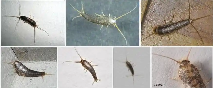 【讨论】家庭常见虫自查,慎入