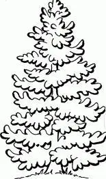 柏树简笔画图片大全