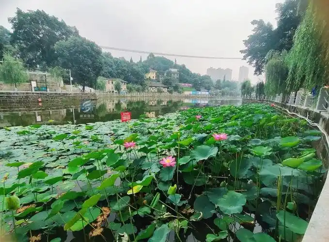 美在当夏富顺西湖荷你有约