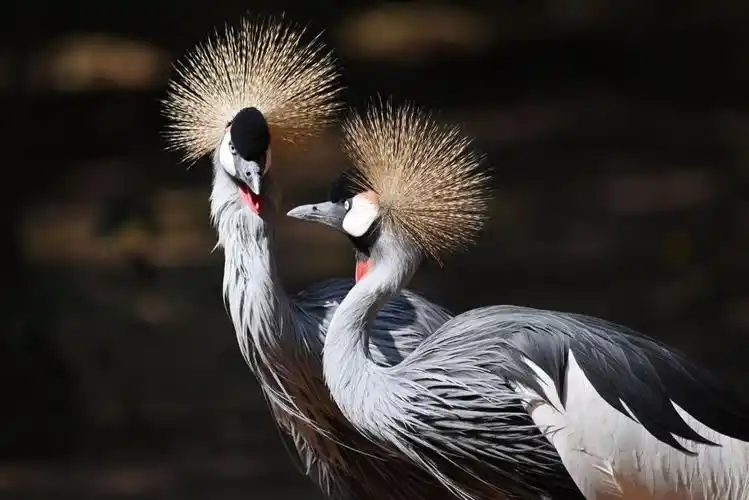 高调"秀恩爱"!深圳野生动物园动物忙求偶_腾讯新闻
