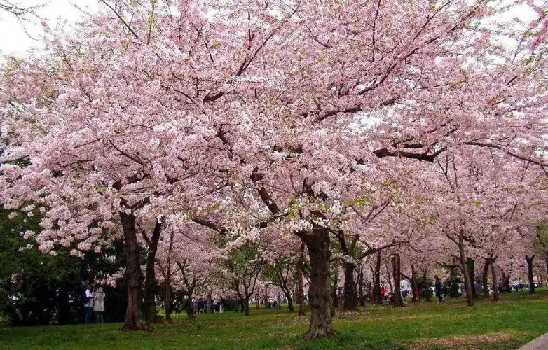 盛唐时期,日本朝拜者将樱花带回了东瀛,被尊为日本国花