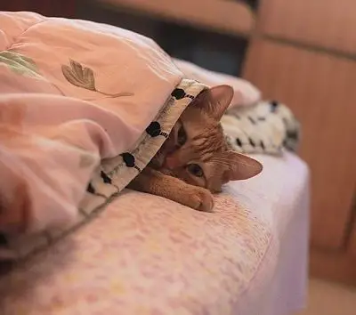 抖音老太太钻被窝意思含义出处