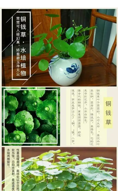 精品绿植铜钱草水培植物办公室桌面盆栽金钱草花卉室内水培植物精品