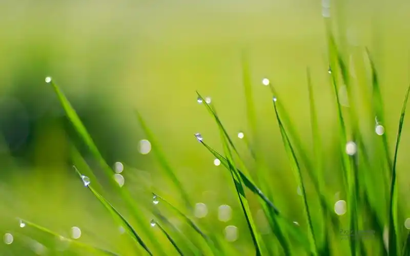 绿色护眼小清新美丽草地田园风光高清桌面壁纸(1)