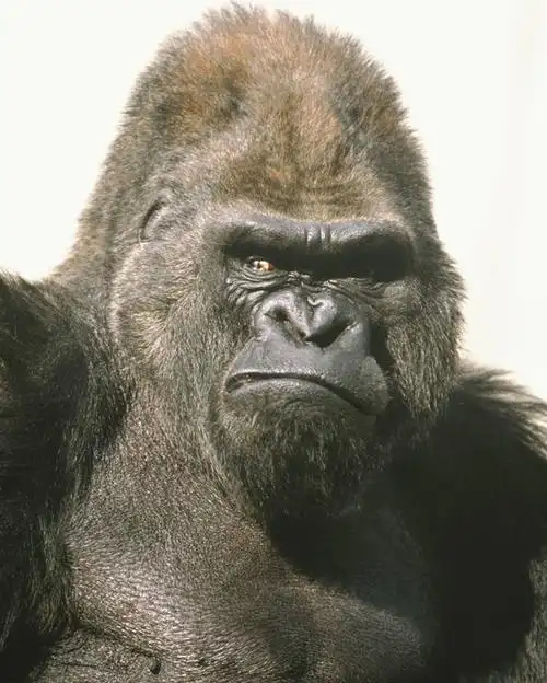 猩猩,注视,一只,动物,观察,看,鬼脸,观看,察看,关注,大猩猩,金刚猩猩