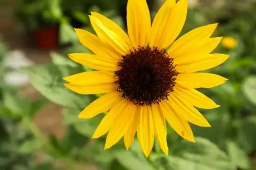 向日葵开花时间是几点左右(向日葵开花时间是几点左右一天)