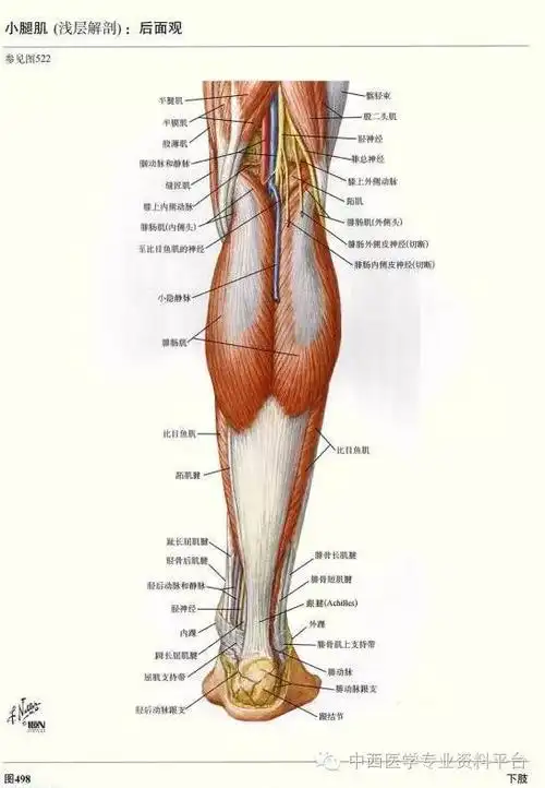 这个下肢解剖图谱,简直完美!