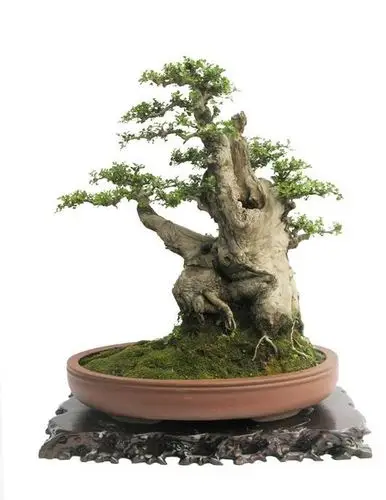 【转载】树桩盆景欣赏