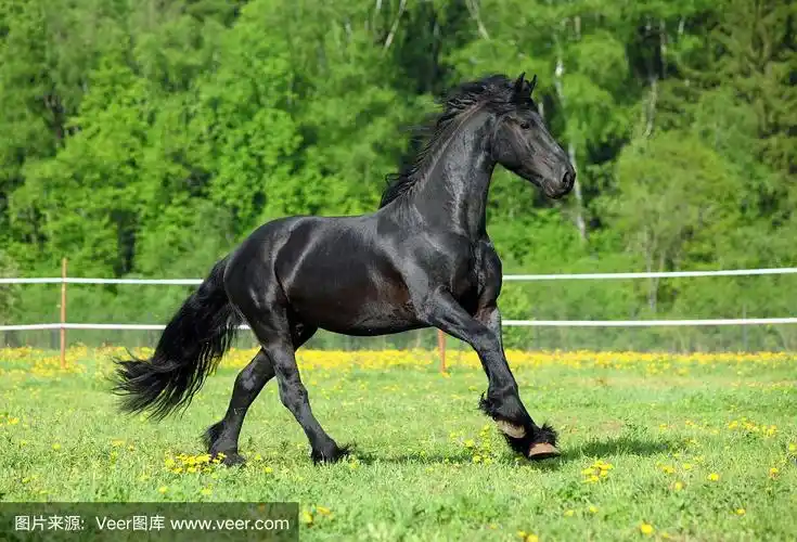 飞奔的黑骏马