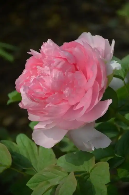 牡丹——贵妃插翠