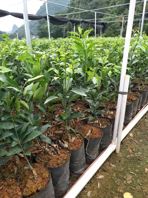 [沃柑苗批发]沃柑苗 杯苗袋苗 0.35~0.5米价格7元/株 - 惠农网