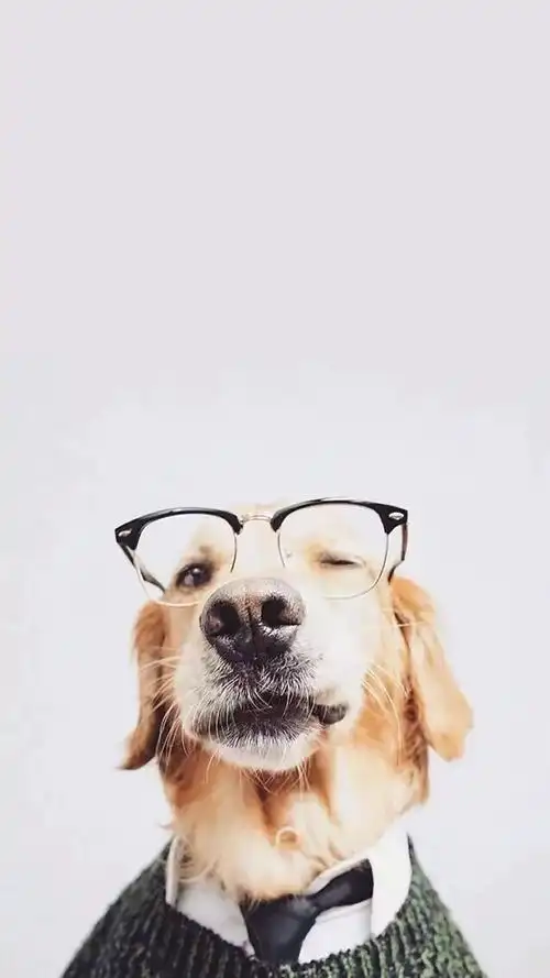 新一期宠物系列锁屏壁纸来袭快快接住