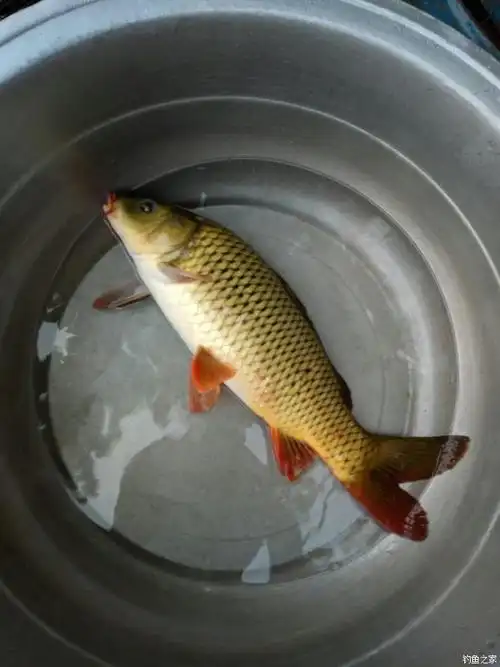 纯野生鲤鱼就是漂亮 自制饵料钓鲤鱼