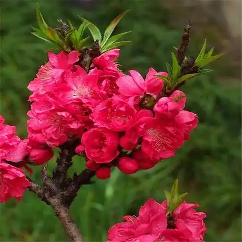 【批发满天红碧桃树苗 花色鲜艳花期长庭院花木 露地园林碧桃树】价格