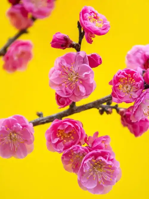 颜色的卡纸(价格就1块钱一张)#梅花然后朋友就拿起你们的手机开始行动