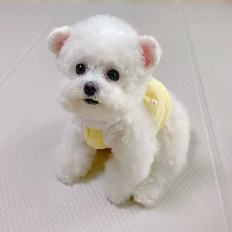 卷毛比熊犬79 如此可爱 吸