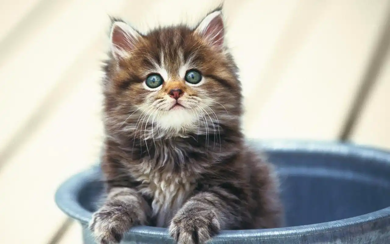 可爱萌宠小奶猫唯美高清桌面壁纸