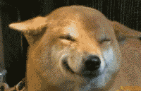 但是犯二的时候也让人哭笑不得柴犬萌的时候