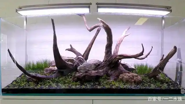 1.2米草缸造景新教程,2块沉木,做出清新大气鱼缸景观