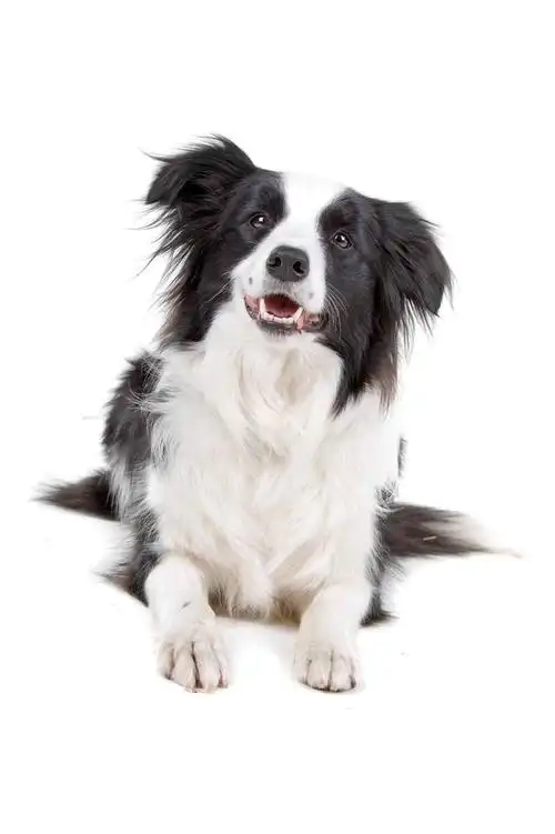 黑白,博德牧羊犬,狗