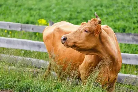 美丽和整齐的牛放牧甘美的绿色草地,反对的木栅栏,农村生活和农业的