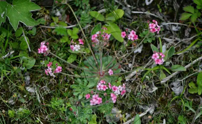 报春花科 点地梅属