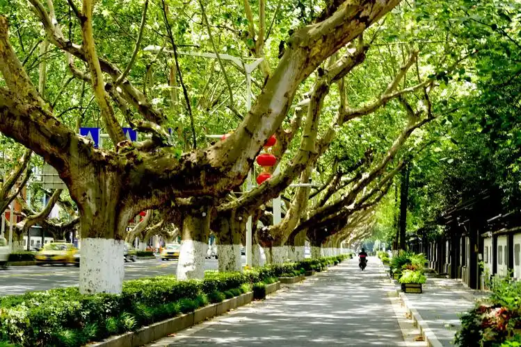 南京盛夏的行道树随拍