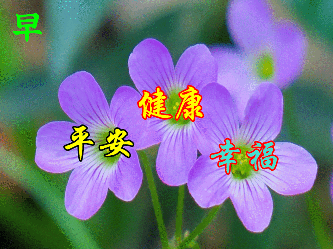 清晨醒来,阳光,雨露,健康的身体,轻快的音乐,都可以是你快乐的源泉.