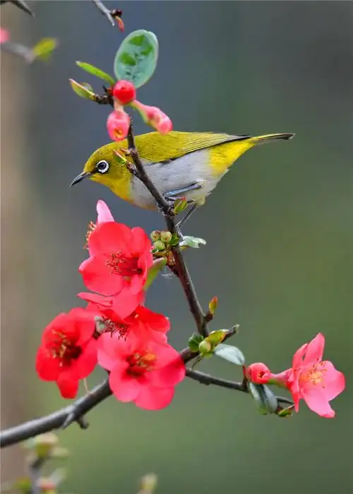 海棠花开鸟闹春
